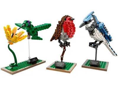 Birds