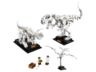 Dinosaur Fossils