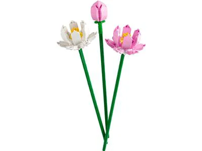 Lotus Flowers
