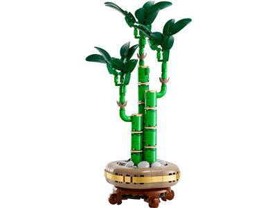 Lucky Bamboo