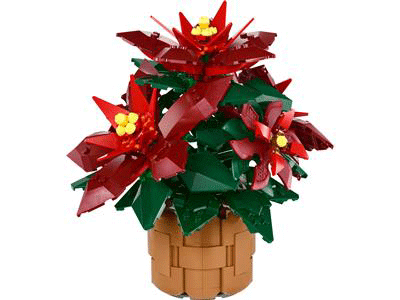 Poinsettia